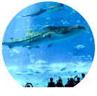 沖縄美ら海水族館の画像