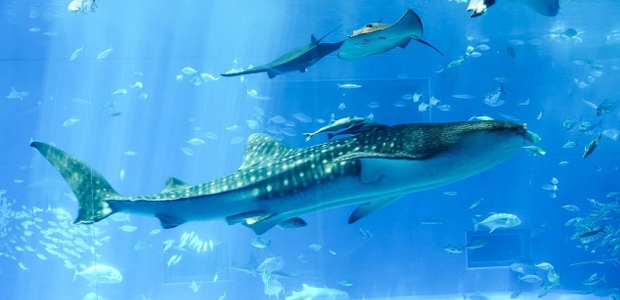 沖縄美ら海水族館の画像