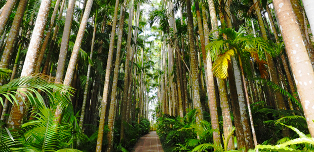 東南植物楽園の画像